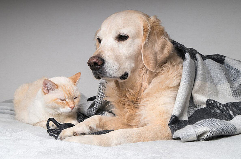 ANTIBACTERIA--PET-PRODUCTS
